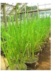 Gambar 1 Tanaman padi 