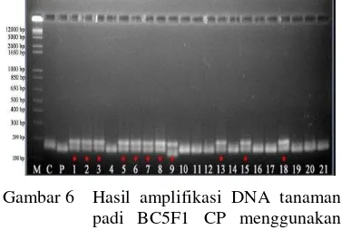 Gambar 6 Hasil amplifikasi DNA tanaman padi BC5F1 CP menggunakan marka RM223. M = Marker 1 kb ladder; C = Ciherang; P = Pandan Wangi; nomor 1-21 = tanaman BC5F1 CP; * = sampel positif  