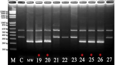 Gambar 7 Hasil amplifikasi DNA tanaman padi BC4F1 CM menggunakan marka Bradbury. M = Marker 1 kb ladder; C = Ciherang; MW = Mentik Wangi; nomor 19-27 = tanaman BC4F1 CM; * = sampel positif 