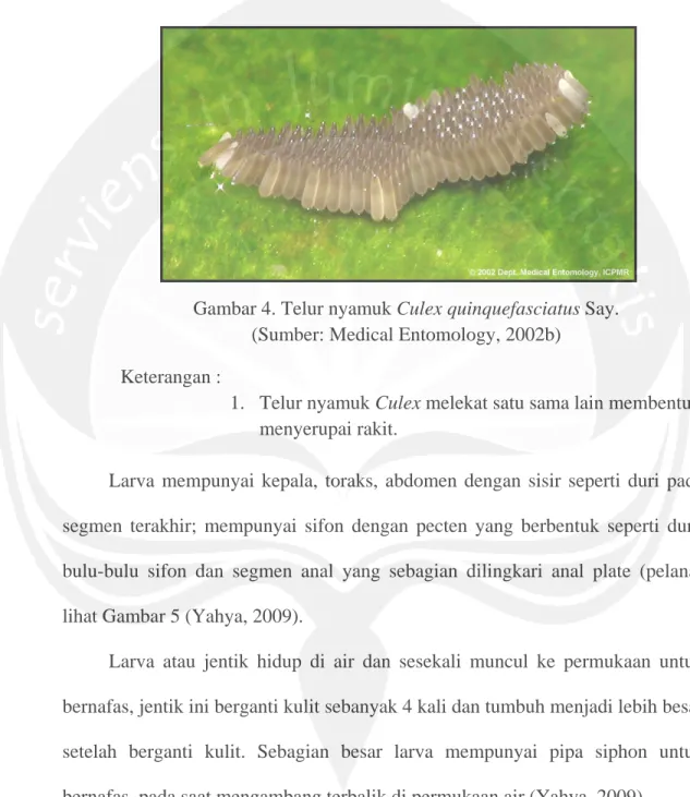 Gambar 4. Telur nyamuk Culex quinquefasciatus Say. 