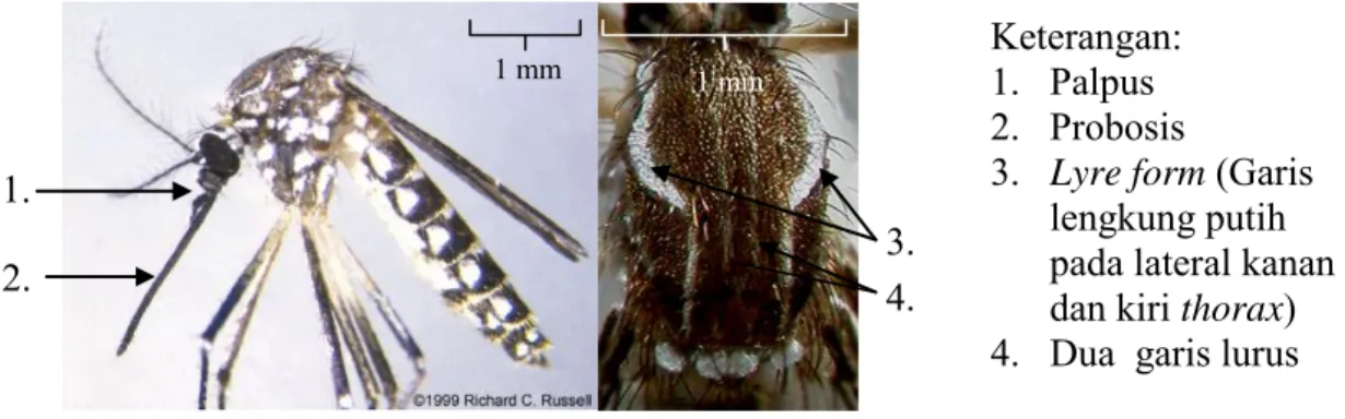 Gambar 2.2 Karakteristik nyamuk Aedes aegypti  (Sumber: Richard, 1999 dalam Anonimus 2009) 