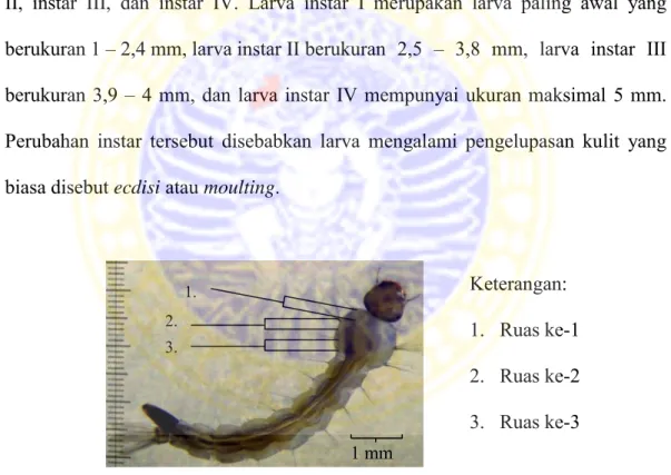 Gambar 2.3 Pembagian ruas pada thorax larva nyamuk Aedes aegypti  (Sumber : Richard, 2000 dalam Anonimus, 2009) 