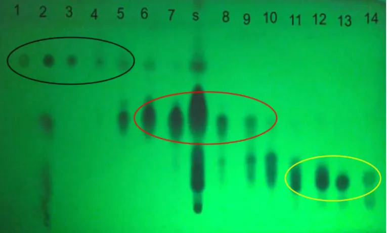 Gambar 1. KLT hasil fraksinasi dengan menggunakan kromatografi cair vakum pada UV 254    Keterangan :  