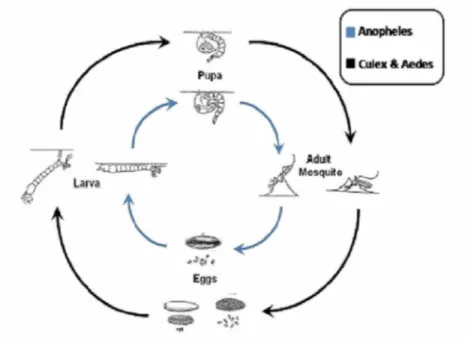 Gambar 2. Siklus hidup Anopheles aconitus dan Aedes aegypti
