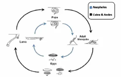 Gambar 3. Siklus hidup Anopheles aconitus dan Aedes aegypti (Lokesh et al., 2010) 