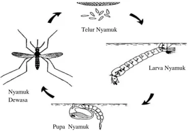 Gambar 6. Siklus Hidup Aedes aegypti (Wikipedia, 2009c) 