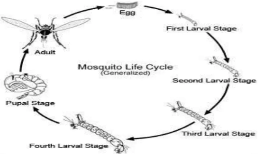 Gambar 4. Siklus hidup nyamuk Ae. aegypti  Sumber: Bulan (2004) 