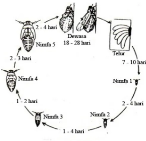 Gambar 3  Nimfa WBC (http://www. 