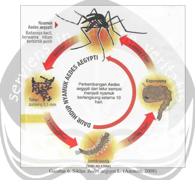 Gambar 6. Siklus Aedes aegypti L. (Anonim, 2008) 