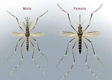 Gambar 6. Morfologi nyamuk Aedes aegypti  (a) Male, Aedes jantan; (b) Female, Aedes betina 