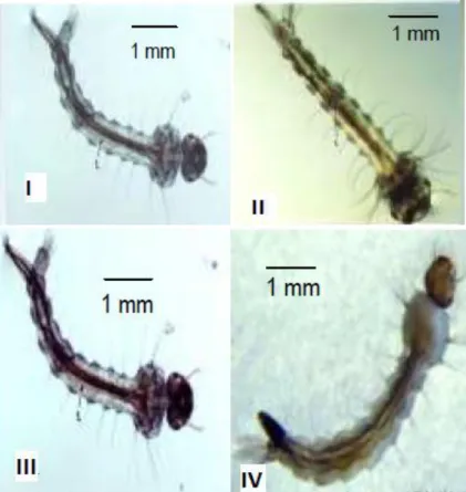 Gambar 4. Larva Instar I–IV Aedes aegypti (perbesaran 100x)  (Gama ZP et al., 2010). 