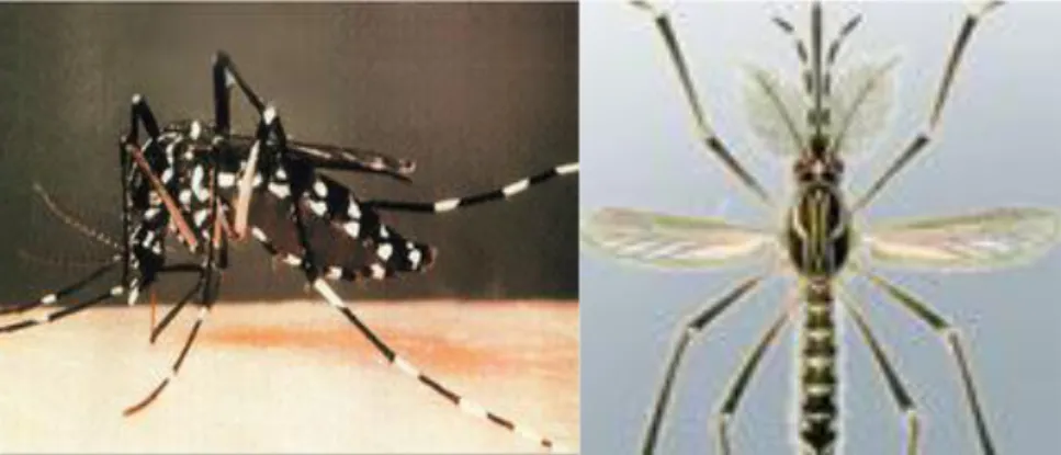 Gambar 7. Nyamuk Aedes aegypti Betina dan Jantan (perbesaran 40x)  (Supartha, 2008). 