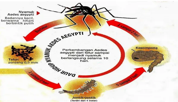 Gambar  8.  Siklus  perkembangan  nyamuk  Aedes  aegypti  (Kalyanamitra, 2012). 