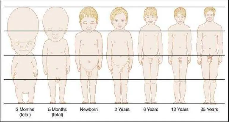 Gambar 1. Proporsi tubuh sejak janin hingga dewasa23 