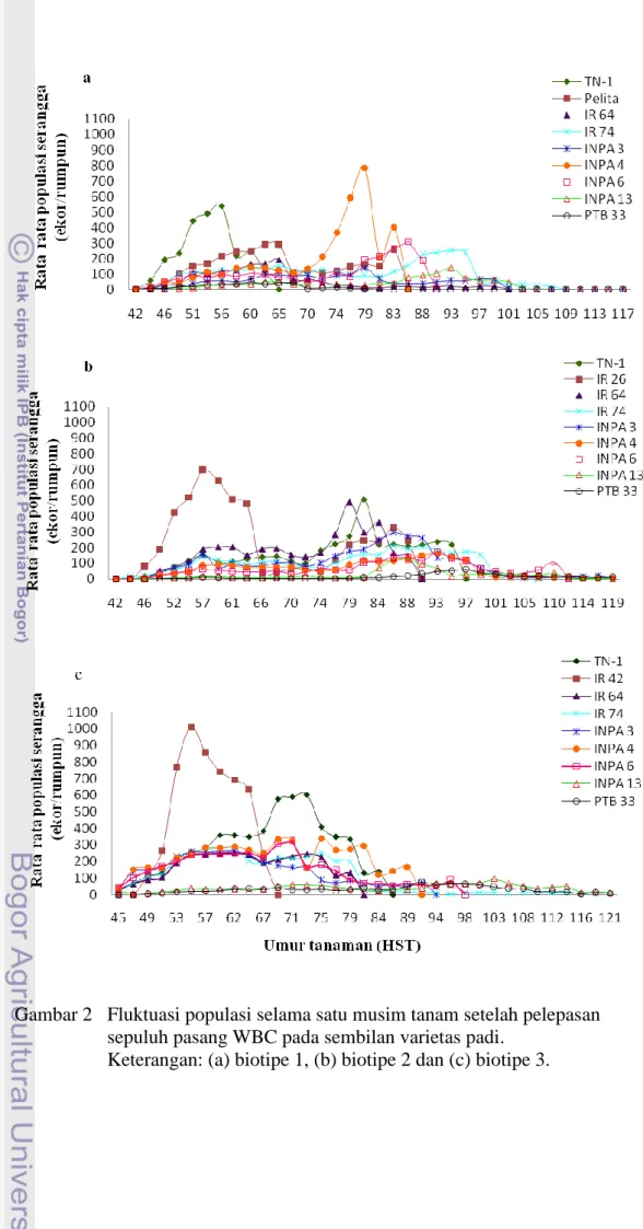 Gambar 2  Fluktuasi populasi selama satu musim tanam setelah pelepasan  sepuluh pasang WBC pada sembilan varietas padi