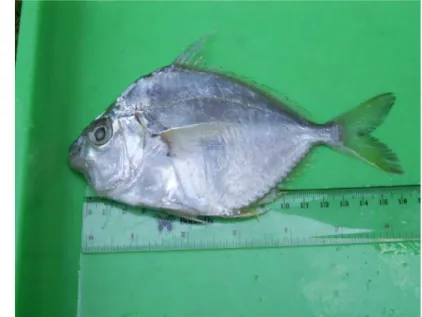 Gambar 2. Ikan petek (L. equulus) (dokumentasi pribadi)