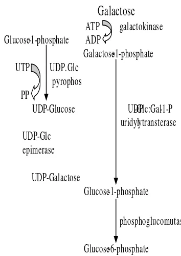 Gambar 9  Mekanisme Leloir Pathway pada galaktosa (Goh dan Lee 2010) 