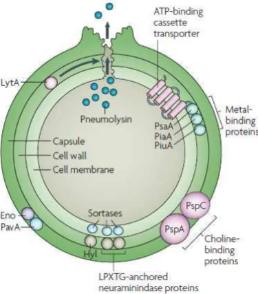Gambar 1. Struktur antigen S. pneumoniae26