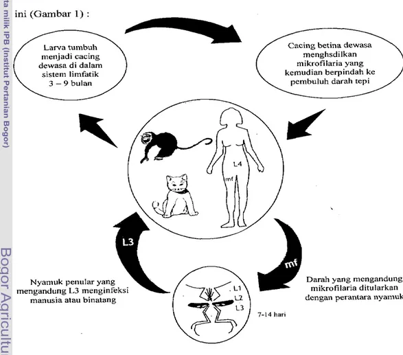 Gambar  1  Siklus hidup filaria limfatik (WHO  1987). 