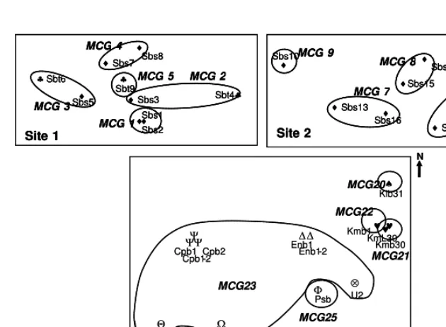 Figure 3.   Distribution map of mycelial compatibility groups (MCGs) of Rigidoporus microporus existing in a rubber plantation (site 1 and 2) and ex-rubber field (site 3)  Line enclose isolates of each SIG and not intended to indicate the exact SIG boundaries;  