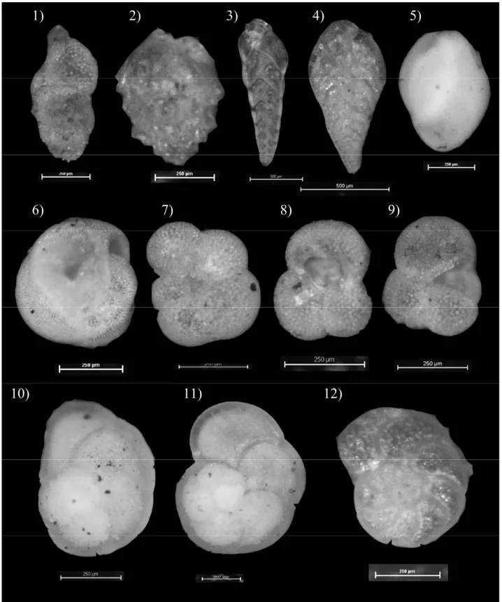 Gambar 2.  Foraminifera  planktonic dan bentik yang mendominasi di MD3339. 1) Uvigerina peregrina, 2)