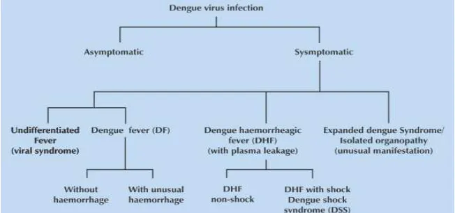 Gambar 6. Manifestasi klinik dari infeksi virus dengue10