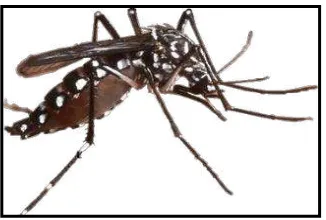 Tabel 2. Taksonomi nyamuk Aedes aegypti9