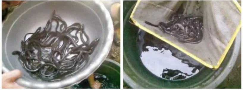 Gambar 3.4 Bantuan Bibit Ikan Sidat 