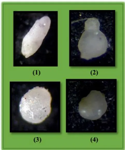 Gambar  1  :  Keterdapatan  fosil  Foraminifera  bentonik  pada  siklus  I;  Cassidulina  tricamerata  Gallewai and Heminway (1),  Lagena trinitatensis  Nuttal (2),  Robulus  sp.(3),  Cibicides  sp 