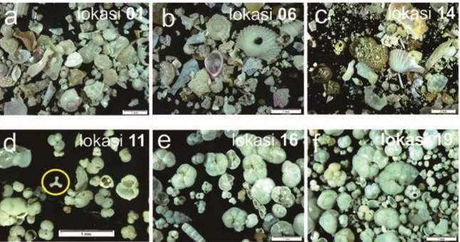 Gambar  4.  Fotomikroskopik  komponen  penyerta  fauna  renik.  Foto  a-c  mewakili  fauna  renik  dominan  cangkang moluska dari sampel di paparan Cekungan Salawati