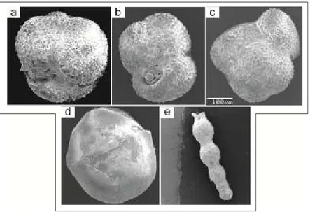 Gambar  11.  Foto  SEM  spesies  planktonik  a)  Globoquadrina  altispira,  b)  Globigerinoides  obliquus,                                                c) Globigerinoides extremus, dan foraminifera bentonik d) Sphaeroidina bulloides, e) Nodosaria spp
