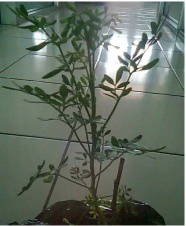 Gambar 1. Tanaman Inggu (Ruta angustifolia L.) 
