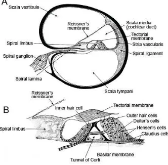 Gambar 6. Potongan melintang choclea (A), organa corti (B)20