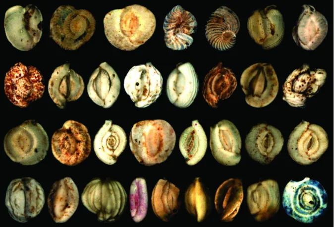 Gambar 3. Foraminifera Bentik Cangkang Gamping Porselen  yang  didapat  menunjukkan  adanya  3  jenis 