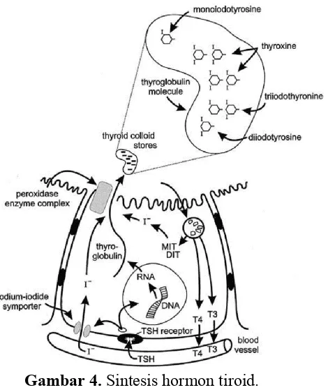 Gambar 4. Sintesis hormon tiroid. 42