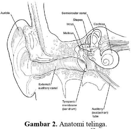 Gambar 2. Anatomi telinga. 27