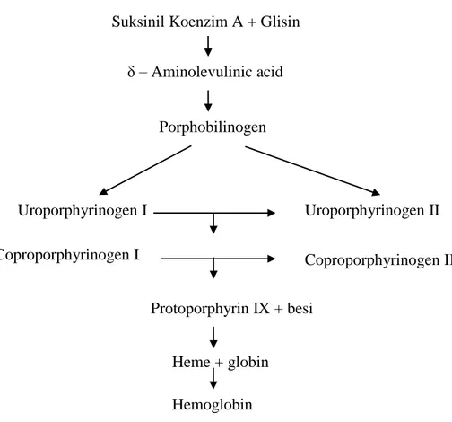 Ilustrasi 2. Skema Biosintesis Hemoglobin (Frankel, 1970) δ – Aminolevulinic acid Porphobilinogen Protoporphyrin IX + besi  Coproporphyrinogen II Uroporphyrinogen II Coproporphyrinogen I Heme + globin Hemoglobin Uroporphyrinogen I 