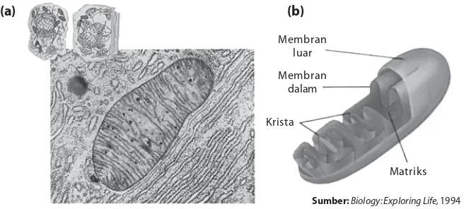Gambar 1.4Matriks(a) Mitokondria dilihat melalui