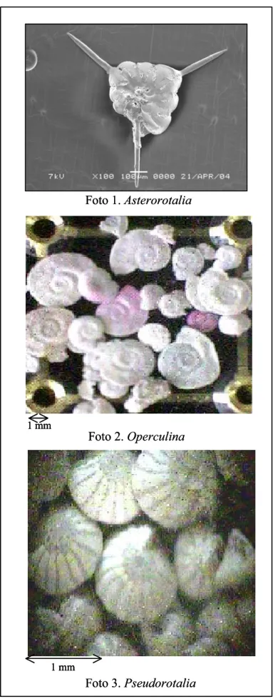 Foto 1. Asterorotalia 1 mm Foto 2. Operculina 1 mm Foto 3. PseudorotaliaFoto 1. Asterorotalia1 mm1 mmFoto 2