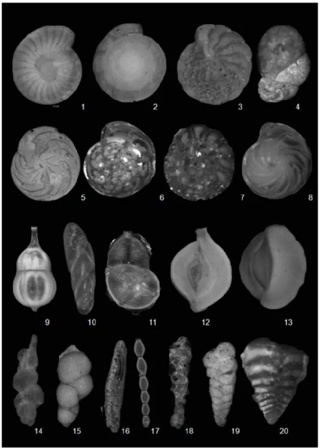Gambar 3.  Beberapa genera foraminifera di Teluk Bone
