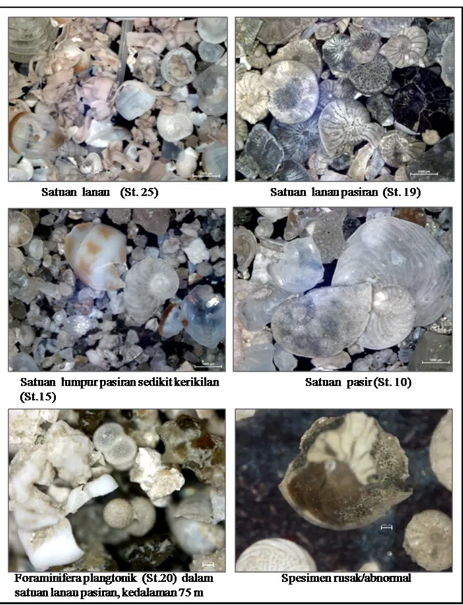 Gambar 5.  Keterdapatan Foraminifera dalam satuan sedimen di Teluk Bone. 
