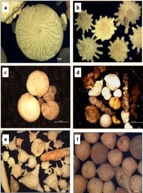 Gambar 3. Beberapa genera foraminifera dominan di daerah penelitian. 