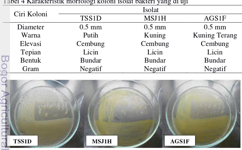 Tabel 4 Karakteristik morfologi koloni isolat bakteri yang di uji 