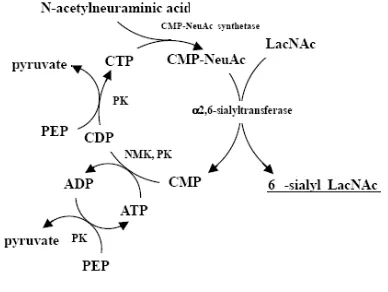 Figure 5. Synthesis of 2,6-α-sialyllactose with recycling of CMP-Neu5Ac. PK, pyruvate kinase; NMK, nucleoside monophosphate kinase; PEP, phosphoenol pyruvate (Koizumi, 2003) 