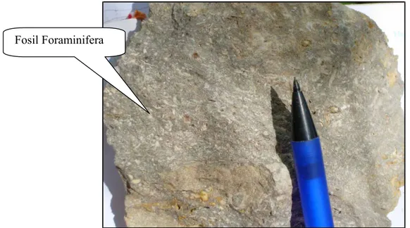 Foto  33. Memperlihatkan tekstur grain-supported dengan mud cukup yang melimpah, butiran  didominasi oleh fosil foraminifera.