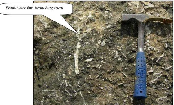 Foto  36.  Branching coral bafflestone yang terdiri fragmen branching corals dan foraminifera.