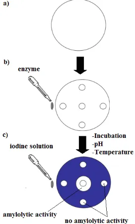 Figure 2. Schematic representation for detection of amylolytic activity.  a) Starch agar, b) hole in starch agar, and c) amylolytic activity after iodine solution was presented