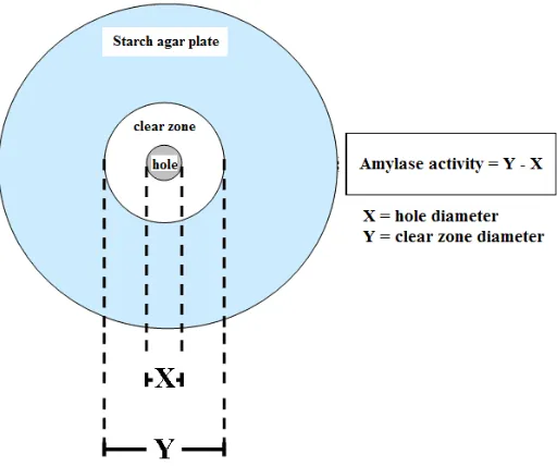 Figure 3. Calculation of amylase activity for this experiment. 