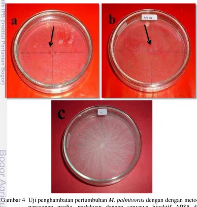 Gambar 4  Uji penghambatan pertumbuhan M. palmivorus dengan dengan metode peracunan media, perlakuan dengan senyawa bioaktif APS5 dan APS12 tidak ada pertumbuhan koloni patogen (a dan b), pada perlakuan control, koloni patogen memenuhi cawan petri pada hari ke-6 hsi (c) 