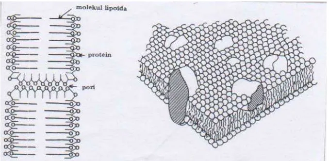 Gambar 3. Stuktur Membran Sel 